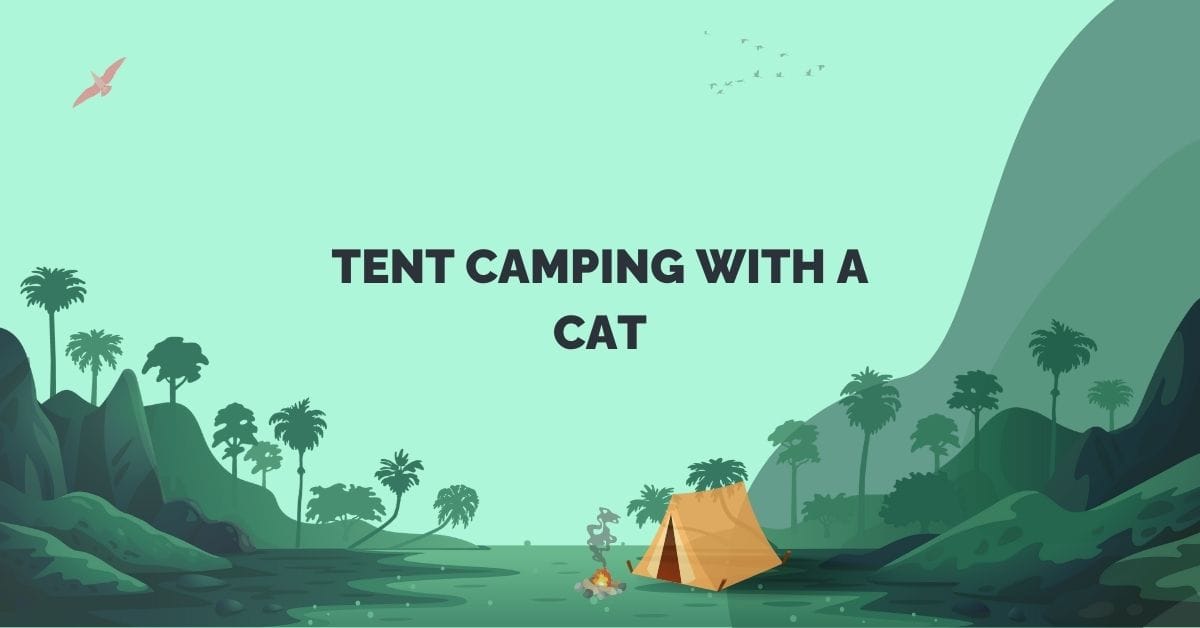 tent camping with a cat